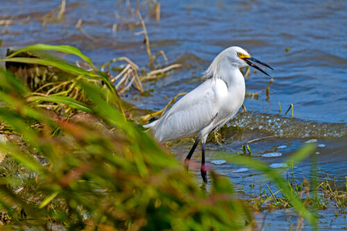 Hagerman Park bird
