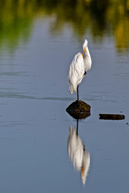 Birds and wildlife of Lake Texoma