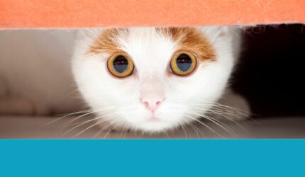 Property tax - cat hiding under a bed.